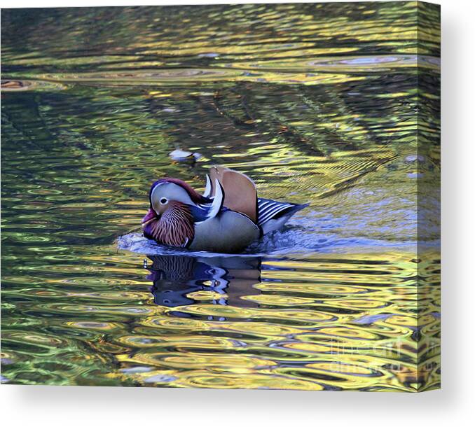 Mandarin Duck Canvas Print featuring the photograph Mandarin Duck 9 by Patricia Youngquist