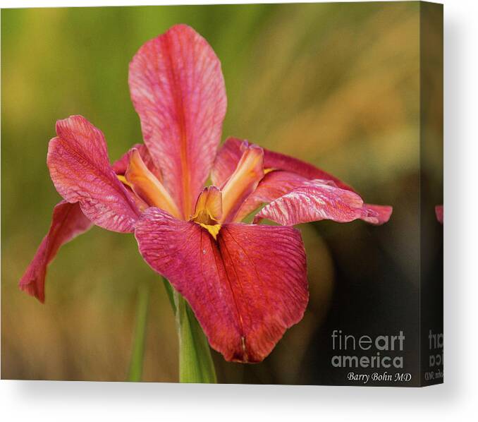 Flower Canvas Print featuring the photograph Maroon Iris by Barry Bohn