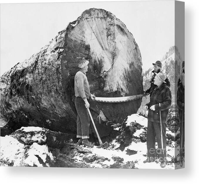 People Canvas Print featuring the photograph Men Cut Down Giant Douglas Fir Tree by Bettmann