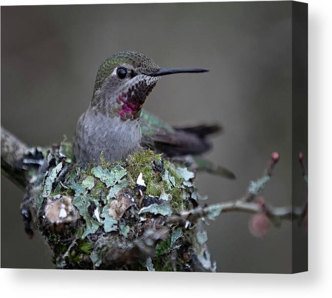 Anna's Hummingbird Canvas Print featuring the photograph Mom To Be by Randy Hall