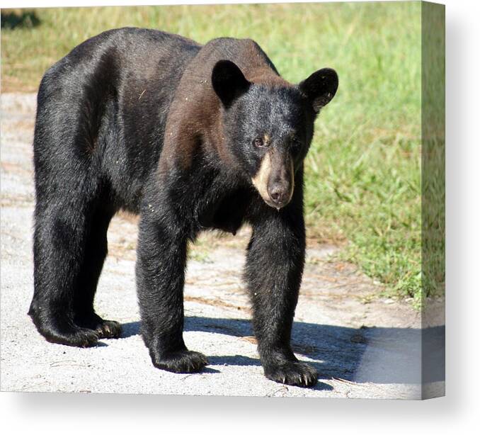 Florida Canvas Print featuring the photograph Momma Bear by Lindsey Floyd