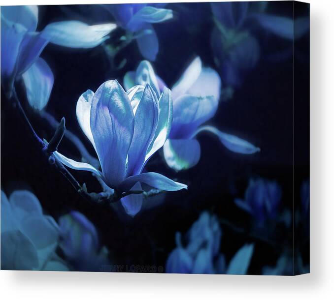 Magnolia Canvas Print featuring the photograph Moonlight by Jerry LoFaro