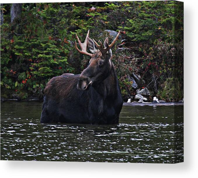 Animal Themes Canvas Print featuring the photograph Moose Alces Alces Standing In Water by Mikkispix