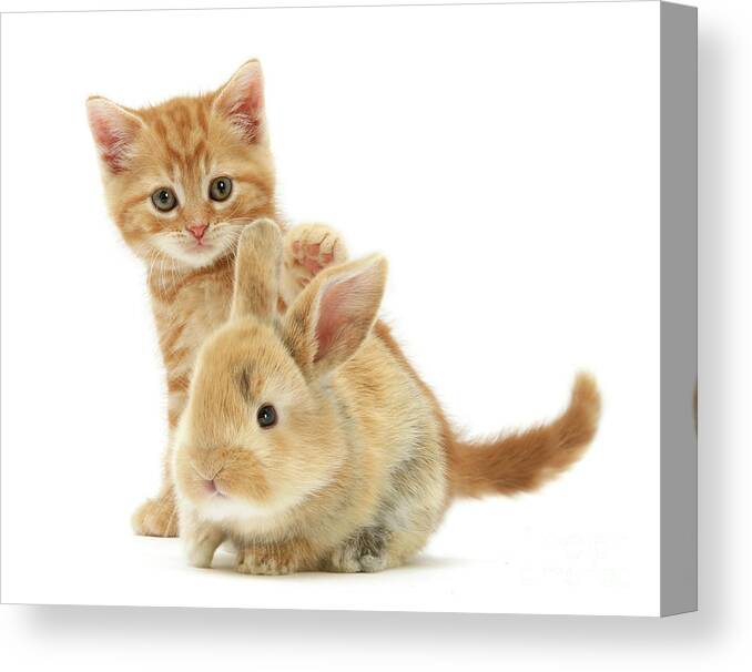 British Shorthair Canvas Print featuring the photograph My baby Bunny Love by Warren Photographic