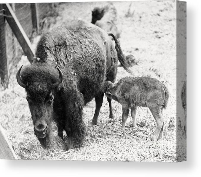 Gift Canvas Print featuring the photograph Newborn Buffalo With Mother by Bettmann