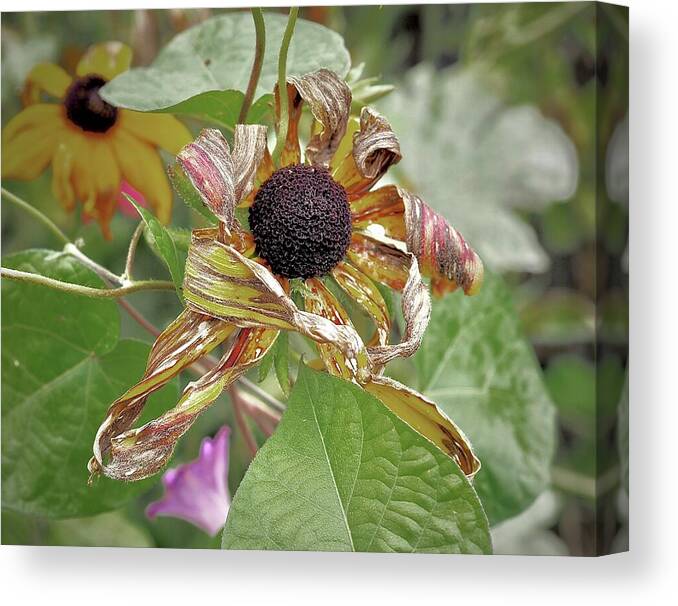 Autumn Canvas Print featuring the photograph October's Sunflower by Alida M Haslett