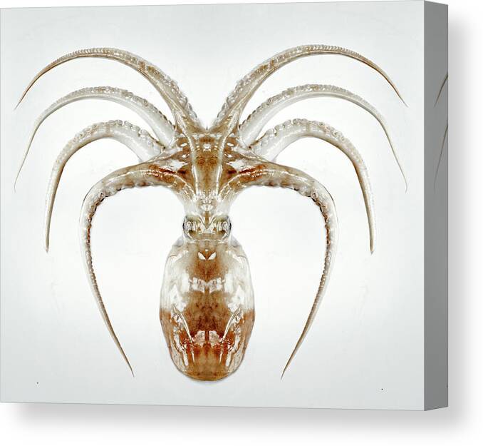 White Background Canvas Print featuring the photograph Octopus by Holloway