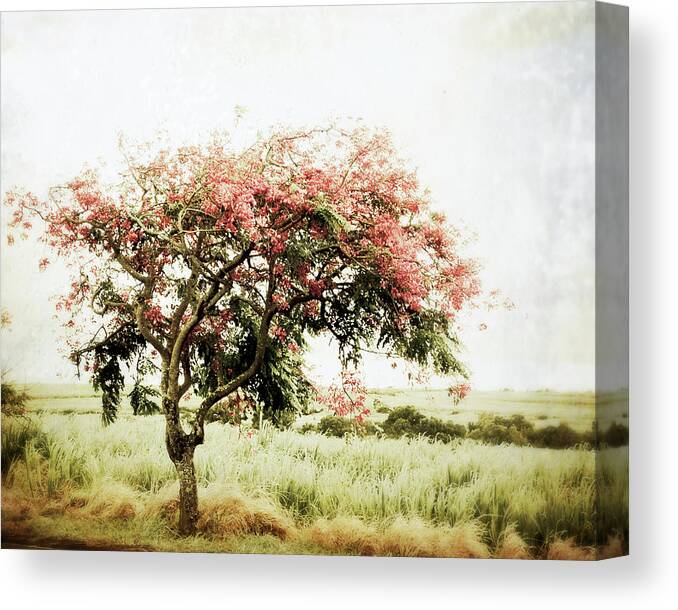 Maui Canvas Print featuring the photograph On My Way Home by Lupen Grainne