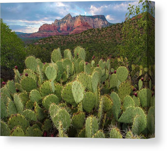00574898 Canvas Print featuring the photograph Opuntia and Mountain, Red Rock-secret by Tim Fitzharris