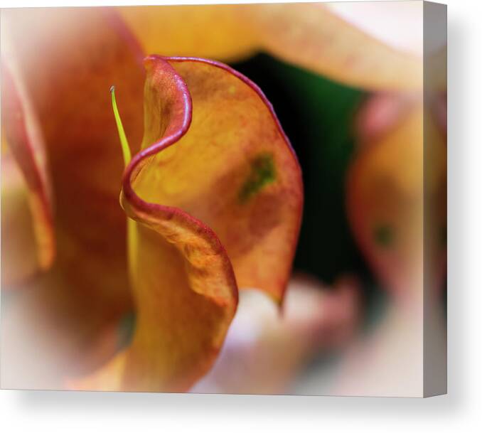 Flowers Canvas Print featuring the photograph Orange Croton by Silvia Marcoschamer