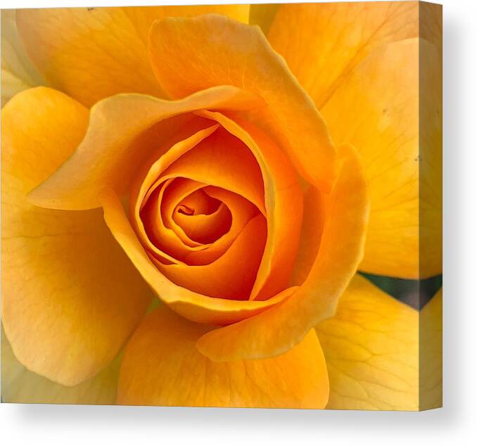 Flower Canvas Print featuring the photograph Orange Rose by Anamar Pictures