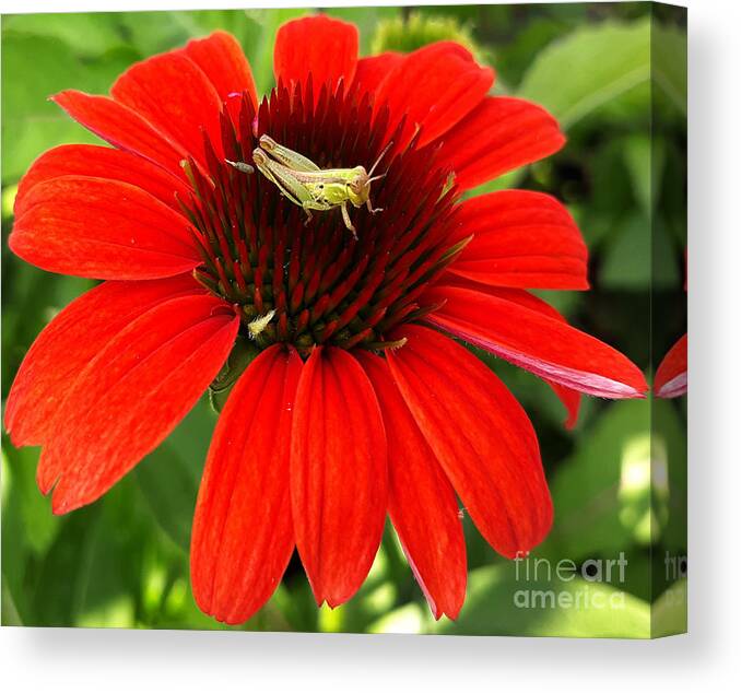 Insect Canvas Print featuring the photograph Ouch Ouch Ouch by Dani McEvoy