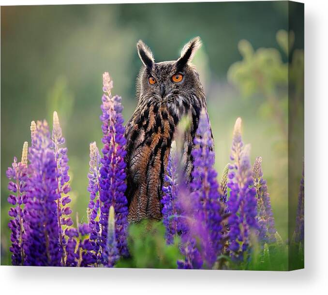 Owl
Bird
Sunrise
Meadow
Flowers
Detail Canvas Print featuring the photograph Owl In Summer by Michaela Fireov