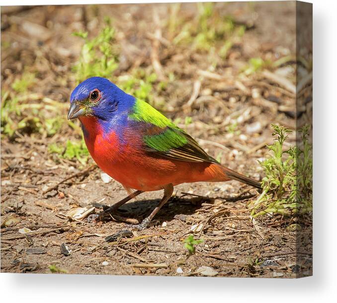Painted Bunting Canvas Print featuring the photograph Painted Bunting by Jurgen Lorenzen