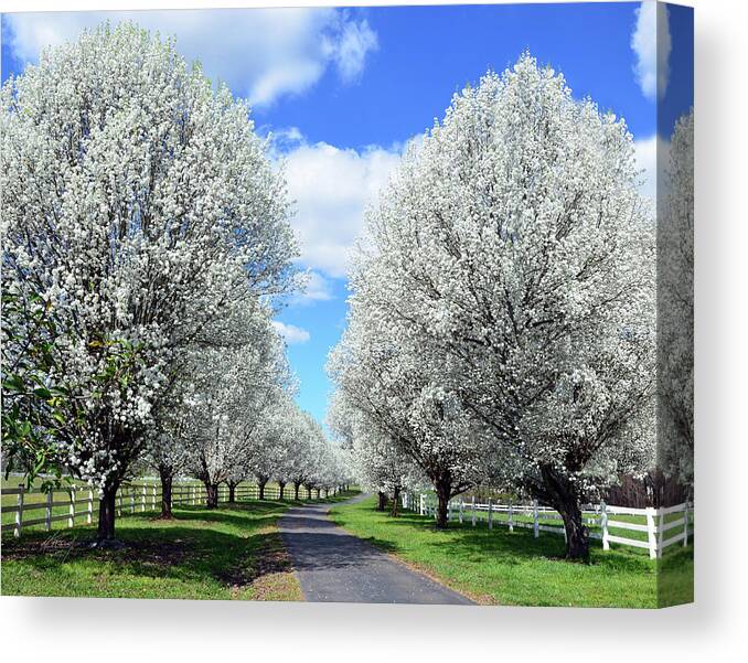 Bradford Pear Trees Canvas Print featuring the photograph Paradise Lane by Michael Frank