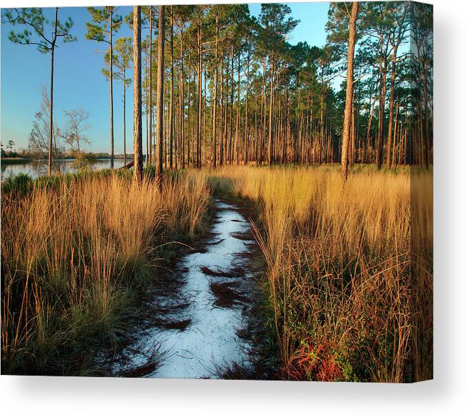 00546382 Canvas Print featuring the photograph Path Near Marsh, Saint George Island, Florida by Tim Fitzharris