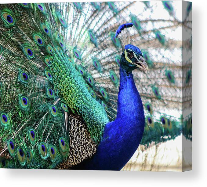 2017 Canvas Print featuring the photograph Peacock by KC Hulsman