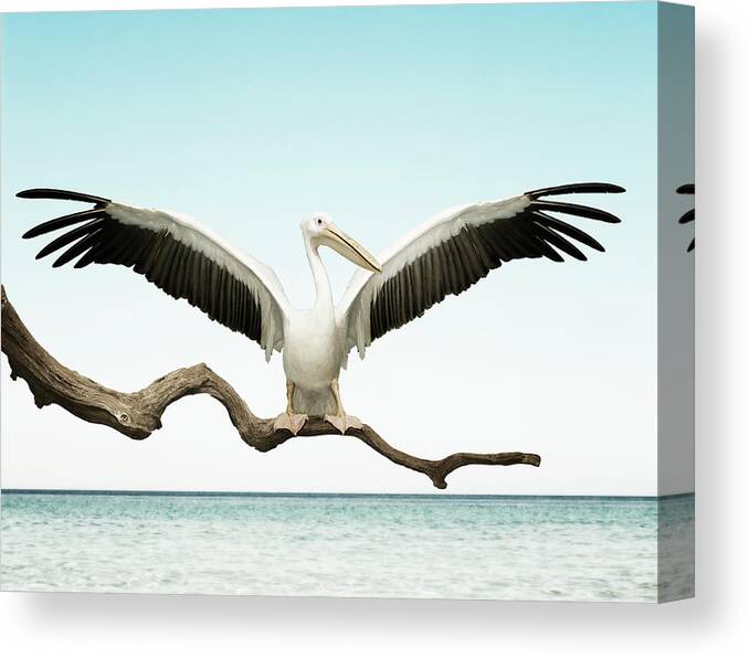 Scenics Canvas Print featuring the photograph Pelican With Wings Outstretched On by Pier