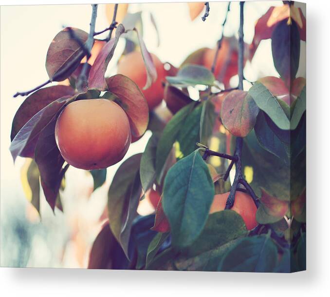 Persimmon Tree Canvas Print featuring the photograph Persimmon Tree by Lupen Grainne