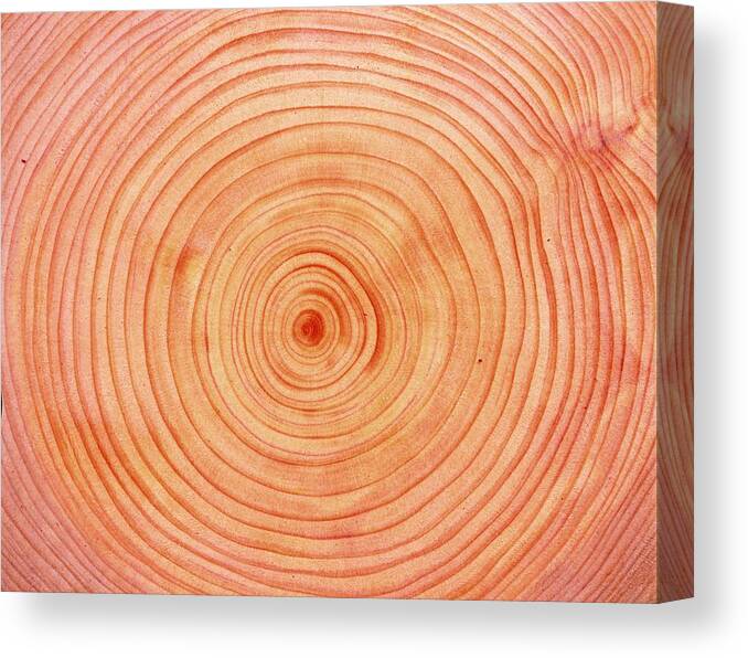 Wood Canvas Print featuring the photograph Photography Of Annual Rings Of Japanese by Daj