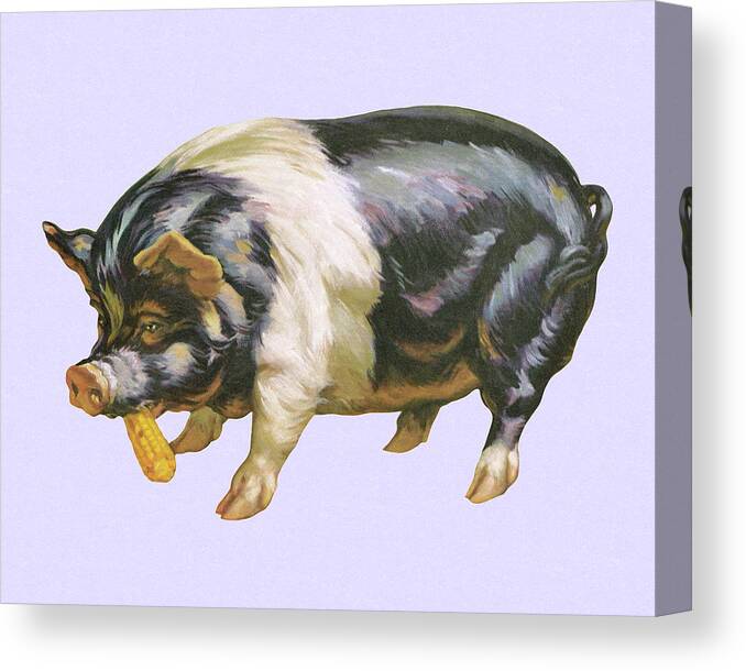 Agriculture Canvas Print featuring the drawing Pig Eating Corn by CSA Images
