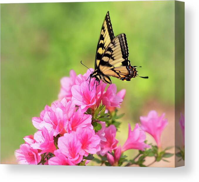 Azalea Canvas Print featuring the photograph Pink and Yellow by Art Cole