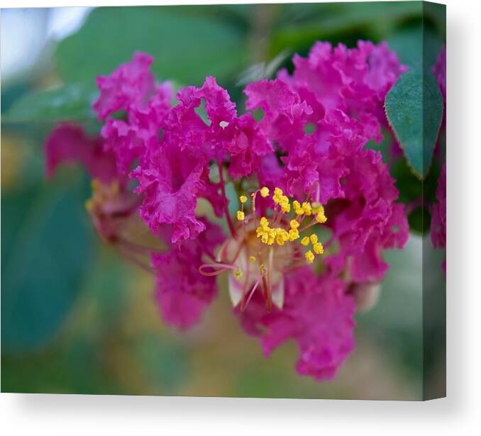  Canvas Print featuring the photograph Pink Crepe by Debra Grace Addison