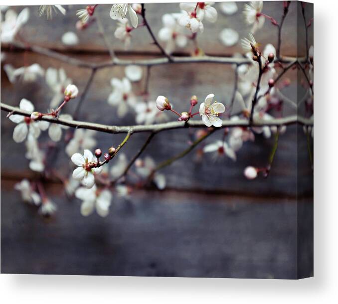 Flowers Canvas Print featuring the photograph Plum and Mocha by Lupen Grainne
