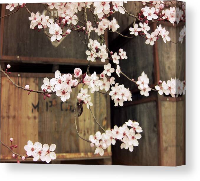 Plum Blossoms Canvas Print featuring the photograph Plum Blossoms and Apple Boxes by Lupen Grainne