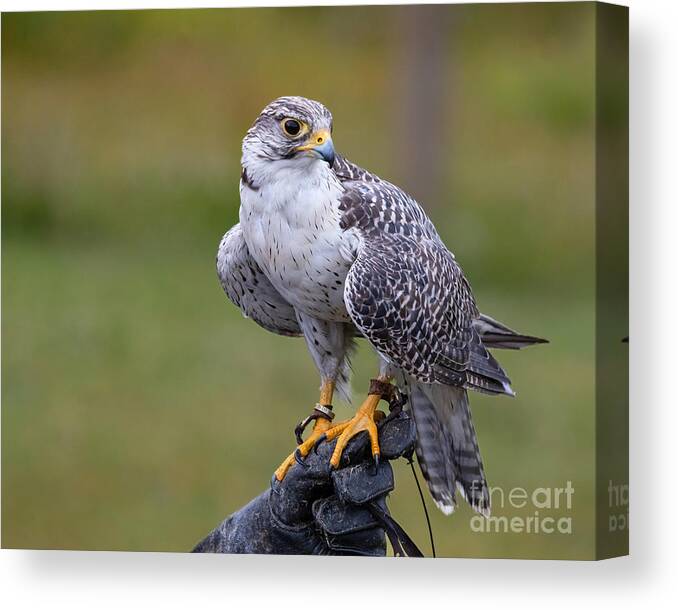 Photography Canvas Print featuring the photograph Prairie Raptor by Alma Danison