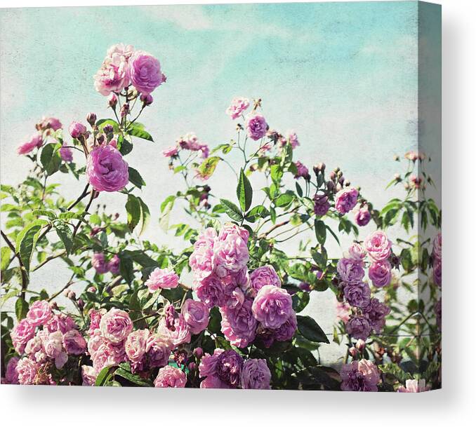 Rose Print Canvas Print featuring the photograph Ramblin' Rose by Lupen Grainne