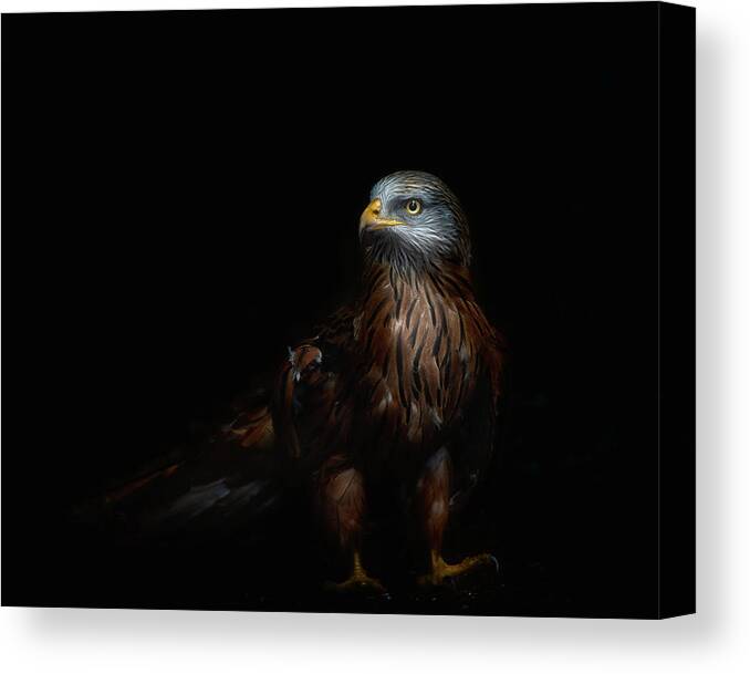 Red Kite Canvas Print featuring the photograph Red Kite Portrait by Santiago Pascual Buye