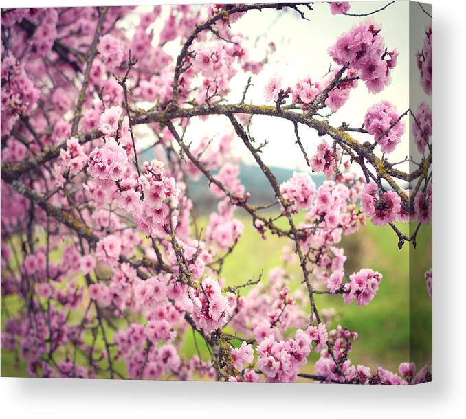 Cherry Blossoms Canvas Print featuring the photograph Rejoice by Lupen Grainne
