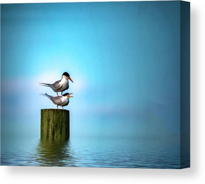 Terns Canvas Print featuring the photograph Romance On The High Seas by Cathy Kovarik