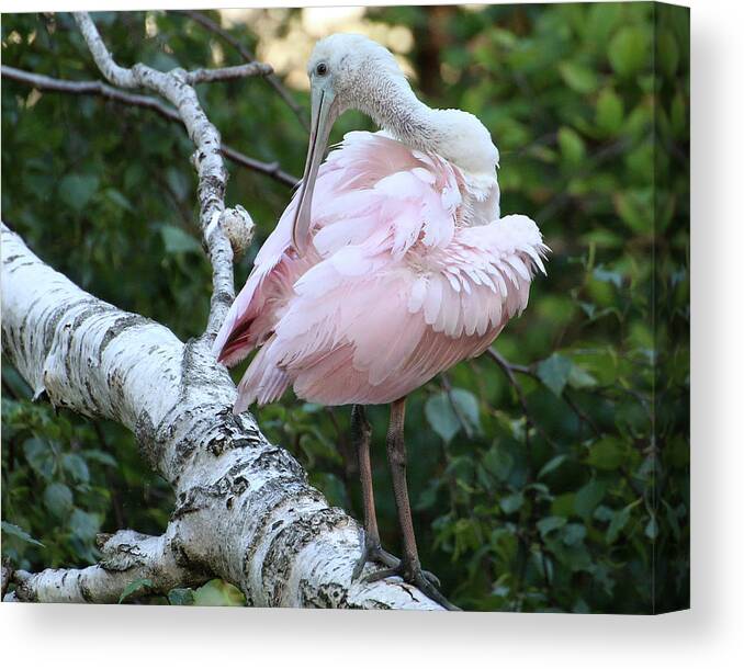 Wildlife Canvas Print featuring the photograph Roseate Spoonbill 14 by William Selander