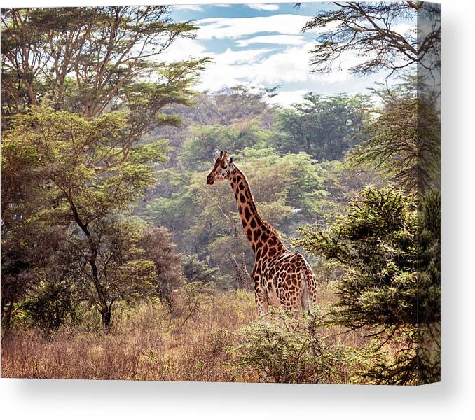 Giraffe Canvas Print featuring the photograph Rothschild Giraffe in Lake Nakuru Kenya by Good Focused