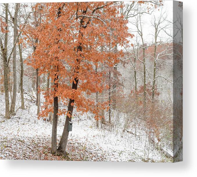 Trees Canvas Print featuring the photograph Rust Leaves and Snow by Tamara Becker