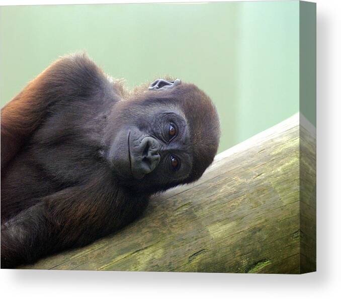 Animal Themes Canvas Print featuring the photograph Sad Young Gorilla by T Mulraney