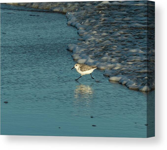 Sandpiper Canvas Print featuring the photograph Sanderling at Assateague Island National Seashore II by William Dickman
