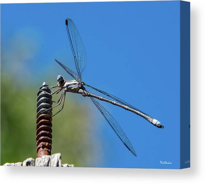2016 Canvas Print featuring the photograph Screwy Dragonfly by Tim Kathka