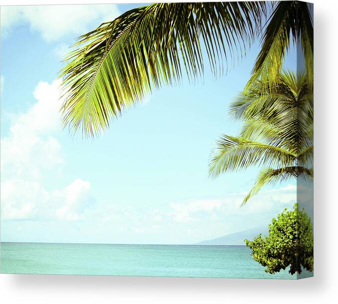 Palm Tree Canvas Print featuring the photograph Sea Palms by Lupen Grainne