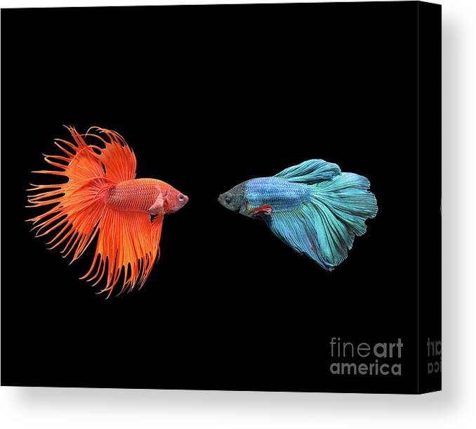 Orange Color Canvas Print featuring the photograph Siamese Fighting Fish by Yongyuan Dai