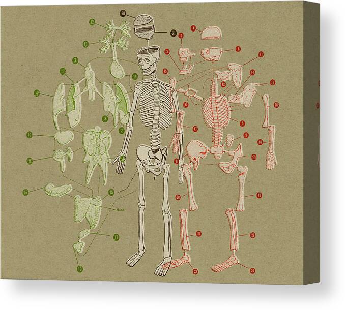 Body Canvas Print featuring the drawing Skeleton and Body Parts Diagram by CSA Images