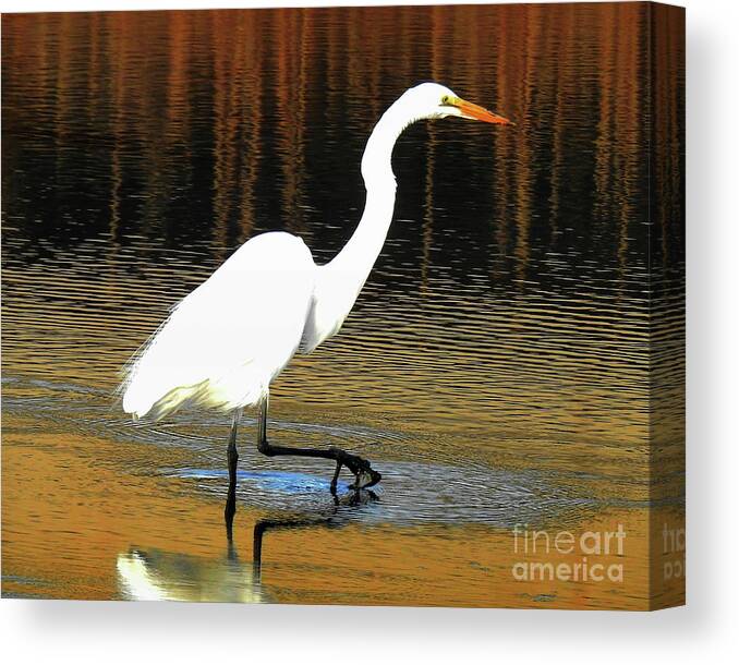 Egret Canvas Print featuring the photograph Slowly I Walk by Scott Cameron