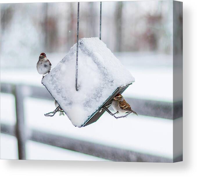 2019 Canvas Print featuring the photograph Snow Birds by Donna Twiford