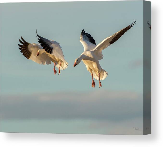 Snow Geese Canvas Print featuring the photograph Snow Geese Landing by Judi Dressler