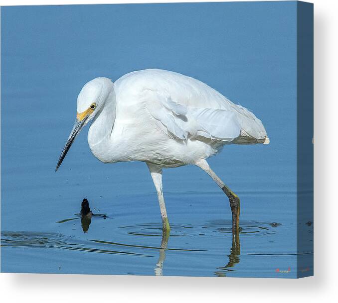 Nature Canvas Print featuring the photograph Snowy Egret DMSB0180 by Gerry Gantt