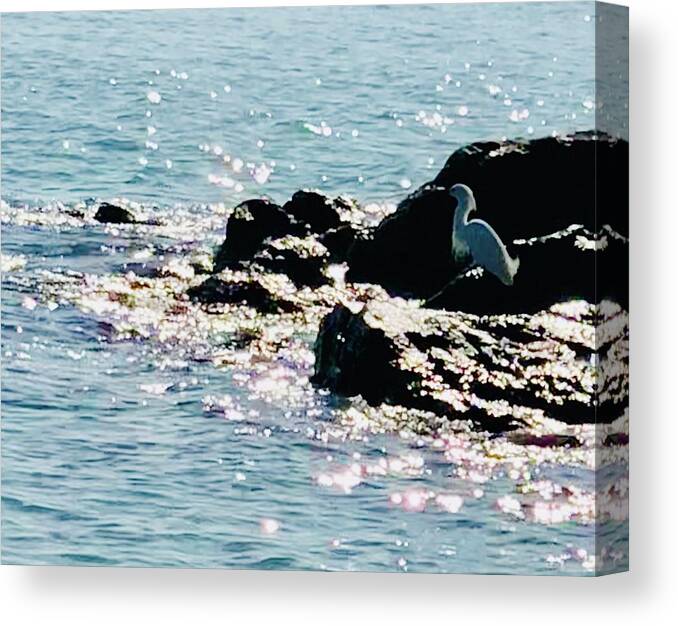 Sea Canvas Print featuring the photograph Snowy Egret Watching for Dinner Captiva Island by Shelly Tschupp
