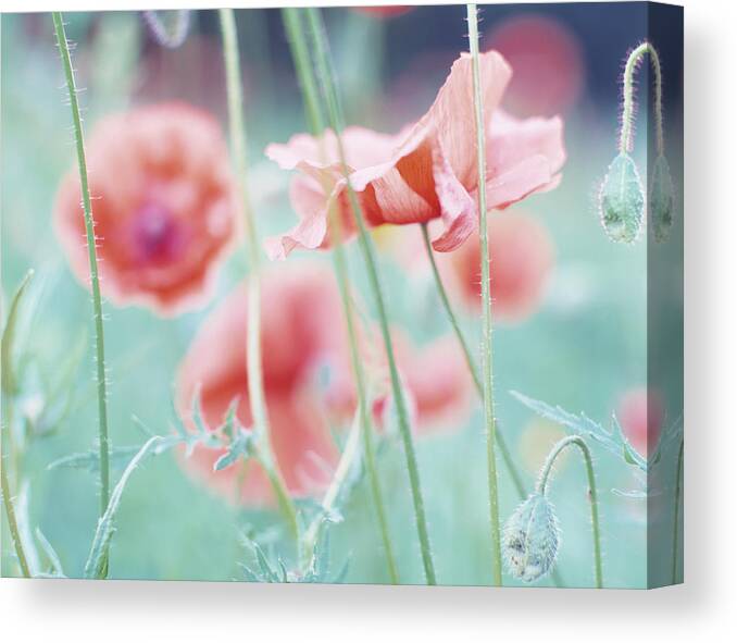 Belgium Canvas Print featuring the photograph Soft Focus Close-up Of Red Corn Poppy by Eschcollection