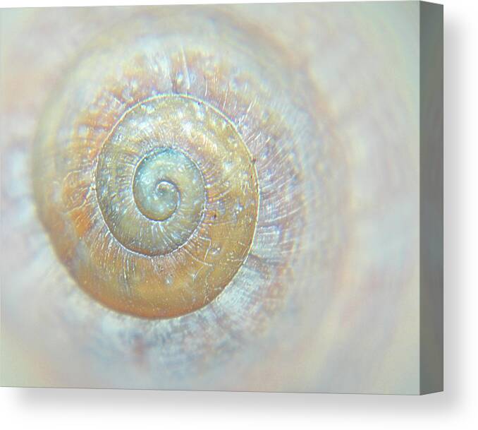 Animal Shell Canvas Print featuring the photograph Spiral Shell Galaxy by Darkmatterphotography